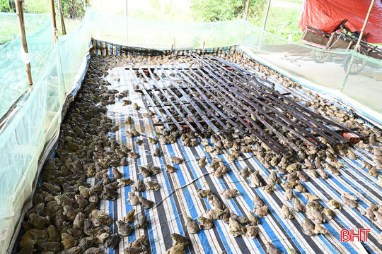 Nuôi ếch Thái Lan mở hướng làm giàu ở vùng biên giới